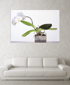 Acrylglasbild Orchideen weiß im Topf