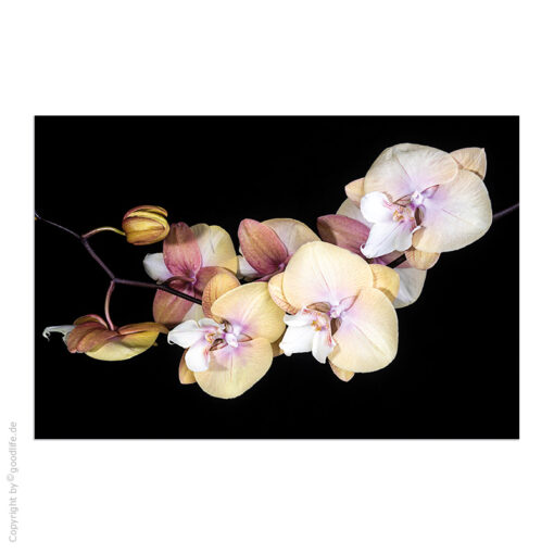Acrylglasbild Orchideenblüten gelb