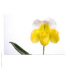 Acrylglasbild Orchideenblüte gelb mit Blatt
