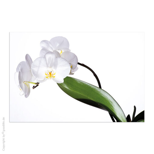 Acrylglasbild Orchideen weiß