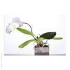 Acrylglasbild Orchideen weiß im Topf