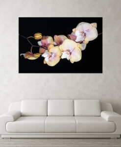 Acrylglasbild Orchideenblüten gelb