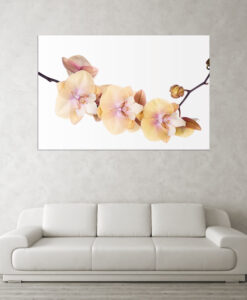 Acrylglasbild Orchideenblüte gelb