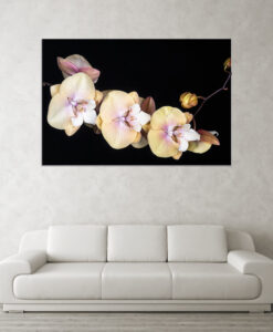 Acrylglasbild Orchideenblüten gelb