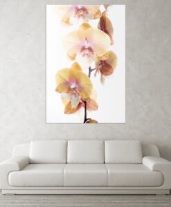 Acrylglasbild Orchideenblüten gelb