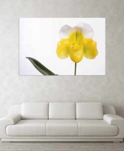 Acrylglasbild Orchideenblüte gelb mit Blatt