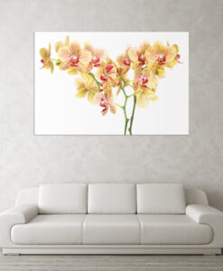 Acrylglasbild Orchideen rotgelb Dekoration