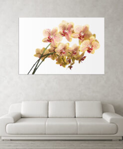 Acrylglasbild Orchideen gelb