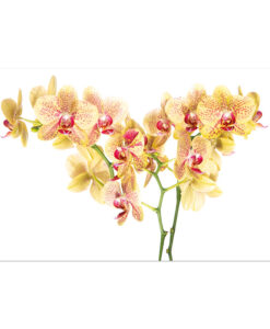 Acrylglasbild Orchideen rotgelb